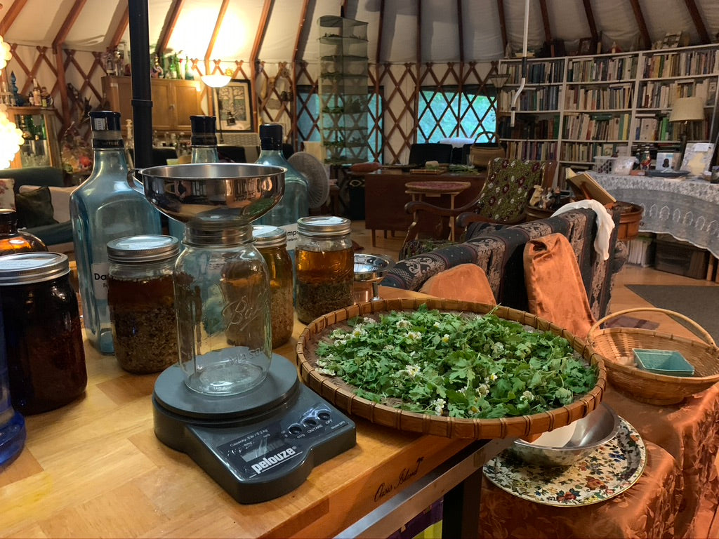 Foundations of Herbal Medicine (12 Month Series)