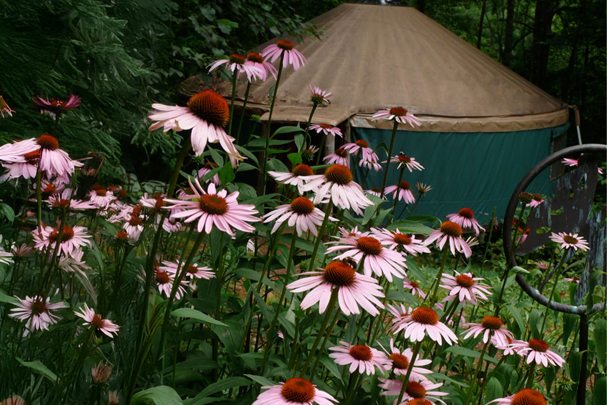 Green Comfort School of Herbal Medicine